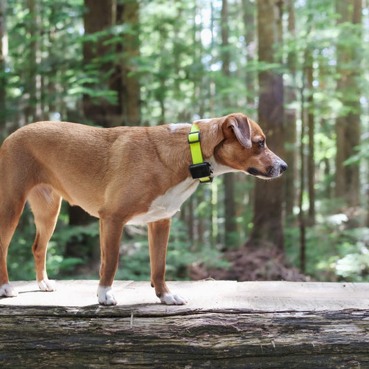 The smart solution to always find your dog